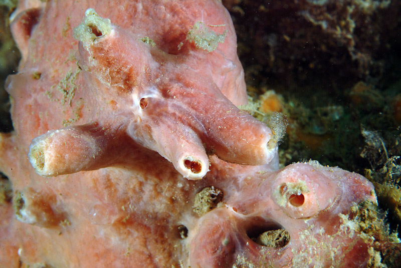 Gastrochaena dubia